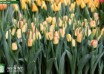 Tulipa Cape Town ® (2)